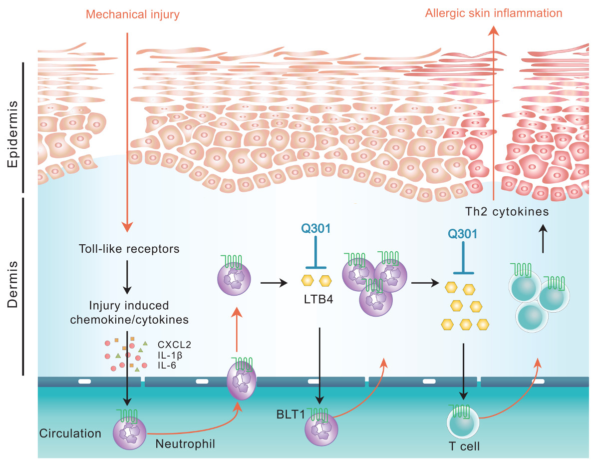 Q301,Q301 : Topical 5LO Inhibitor graph