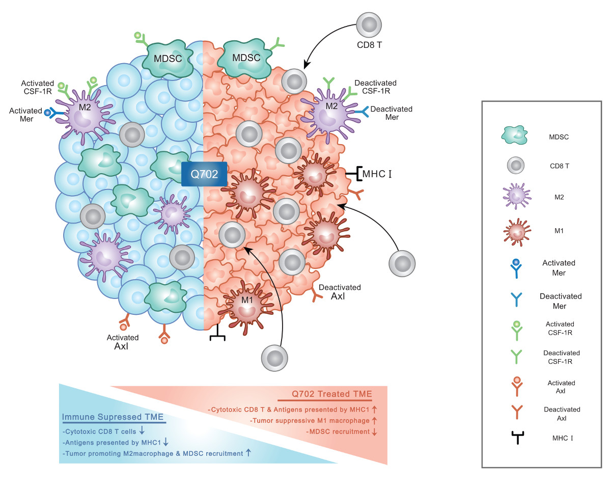 Q702,Q702 : Axl/Mer/CSF1R Triple Inhibitor graph