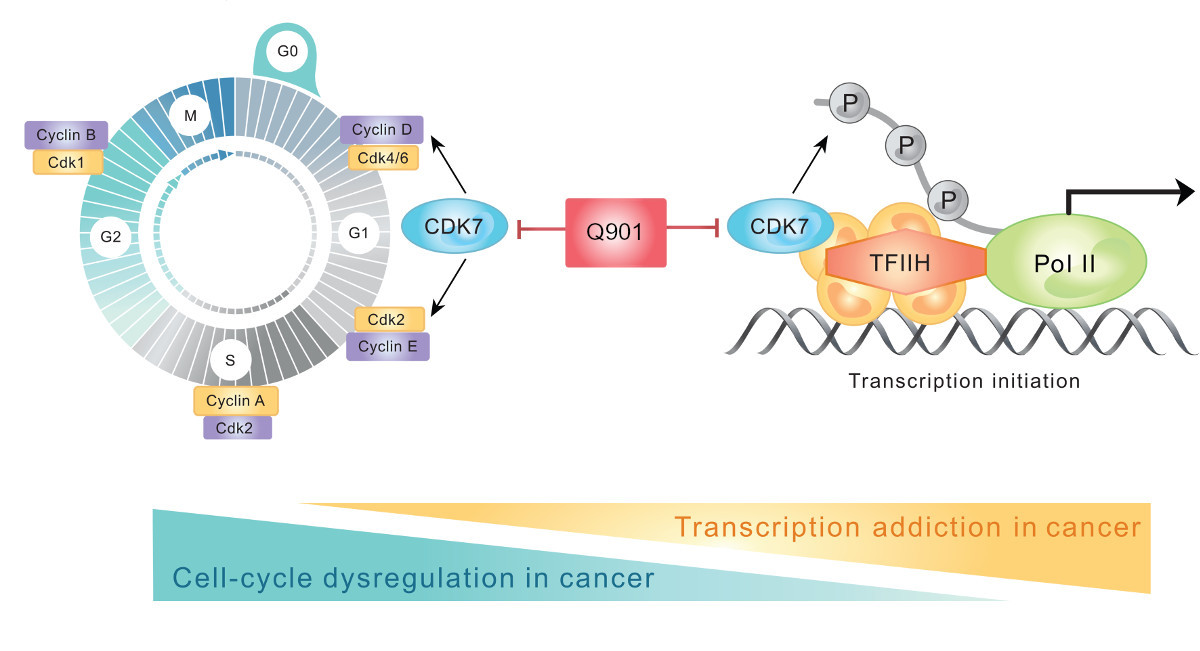 Q901,Selective CDK7 Inhibitor graph